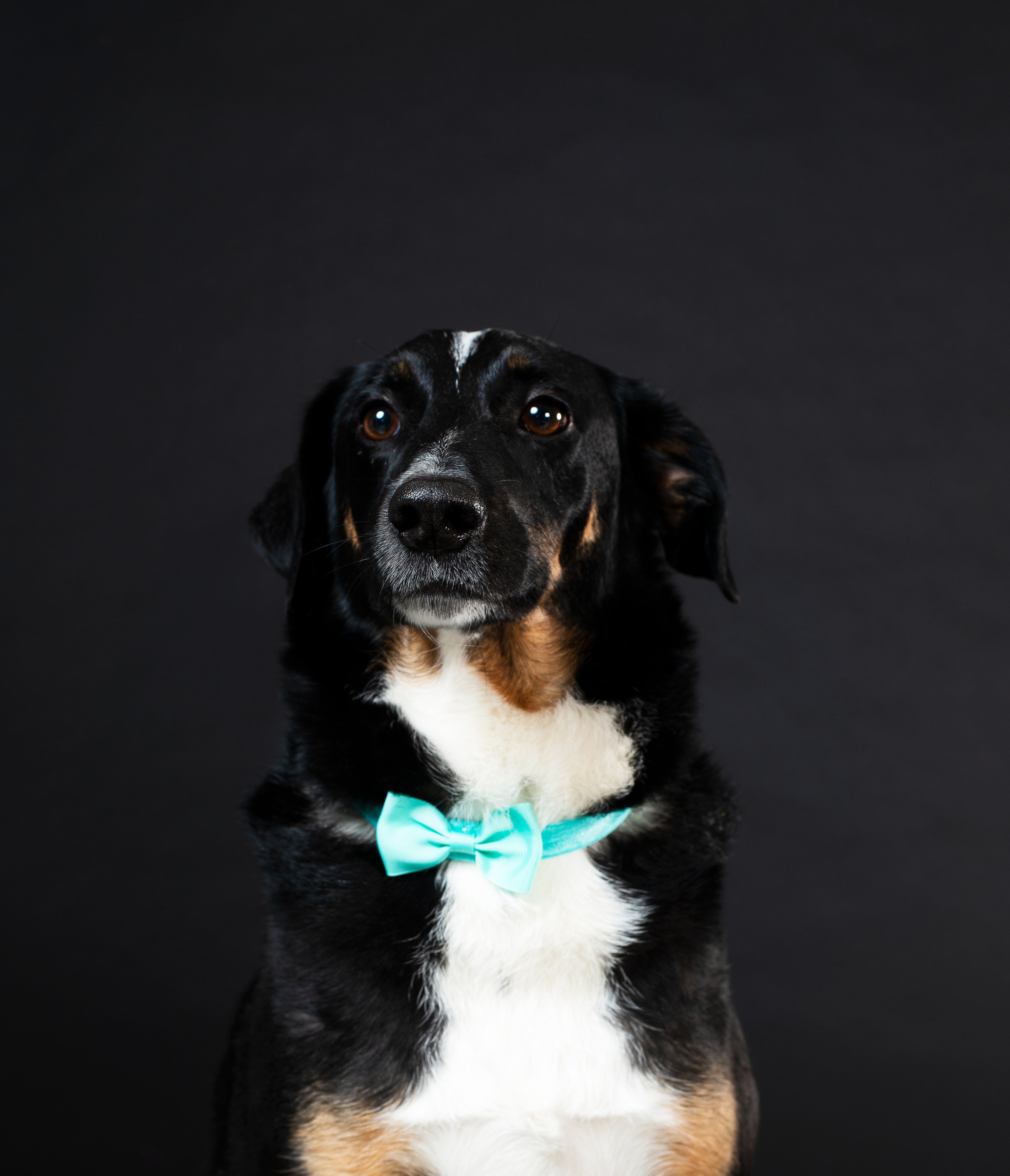 Close up of happy dog with cute bow tie.