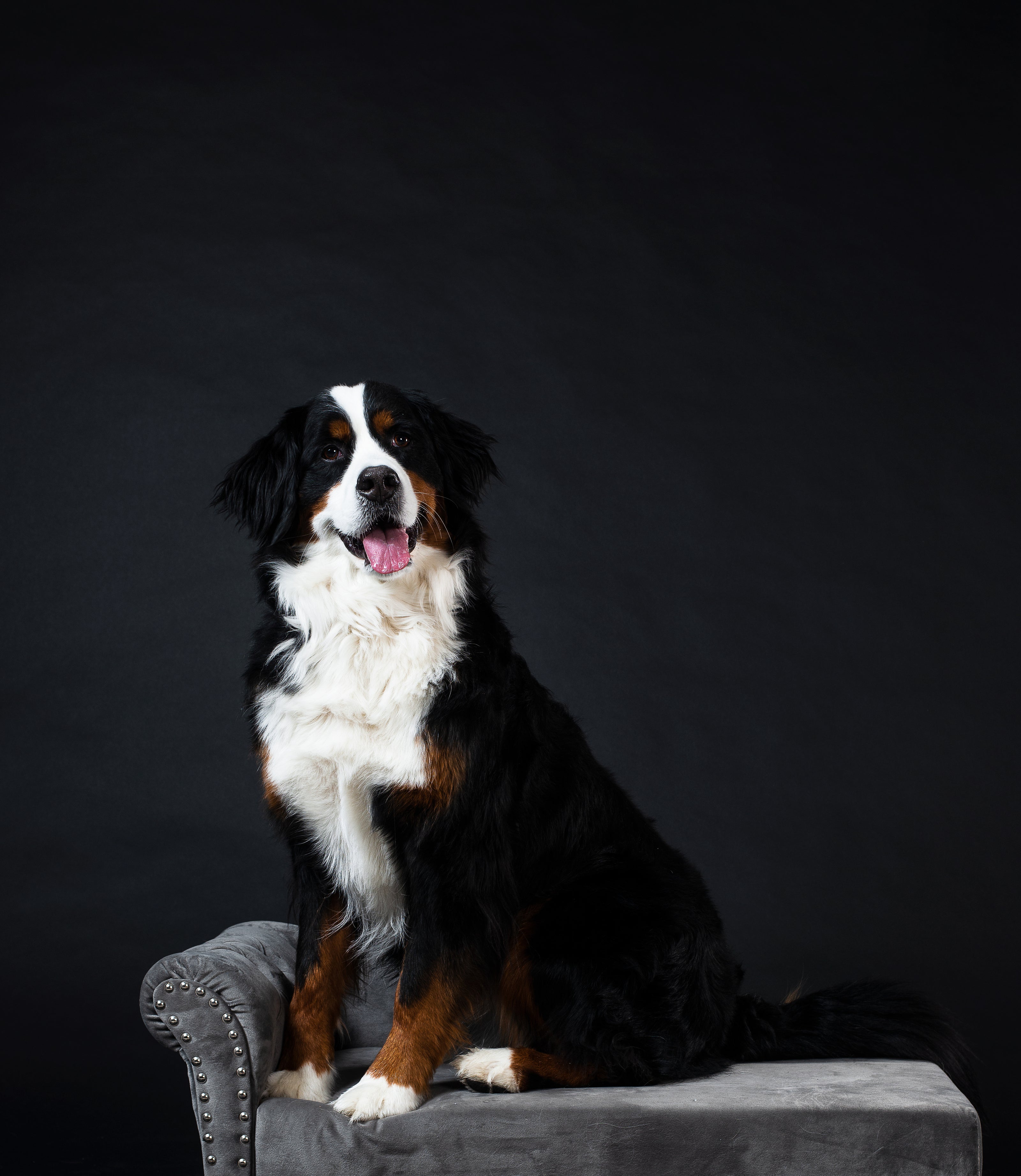 Smiling dog on nice cushion preparing to take veterinarian grade probiotics. 